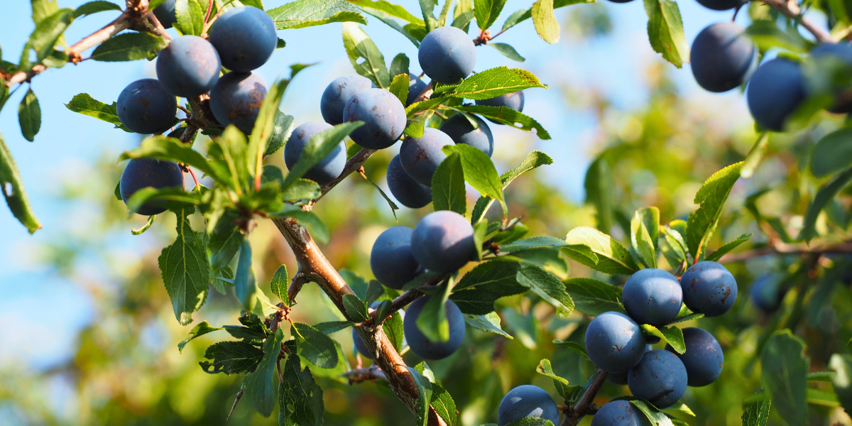 Sloe Berries